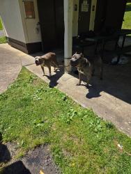 Reunited Female Dog last seen Broadway e Fairview , Johnson City, TN 37601