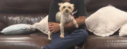 Lost Male Dog last seen Gaviota St. & Index St. by John F. Kennedy High School, Los Angeles, CA 91344
