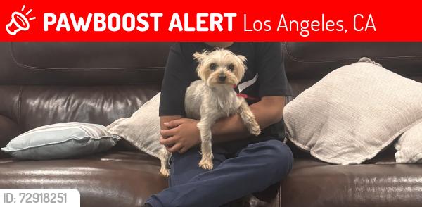Lost Male Dog last seen Gaviota St. & Index St. by John F. Kennedy High School, Los Angeles, CA 91344