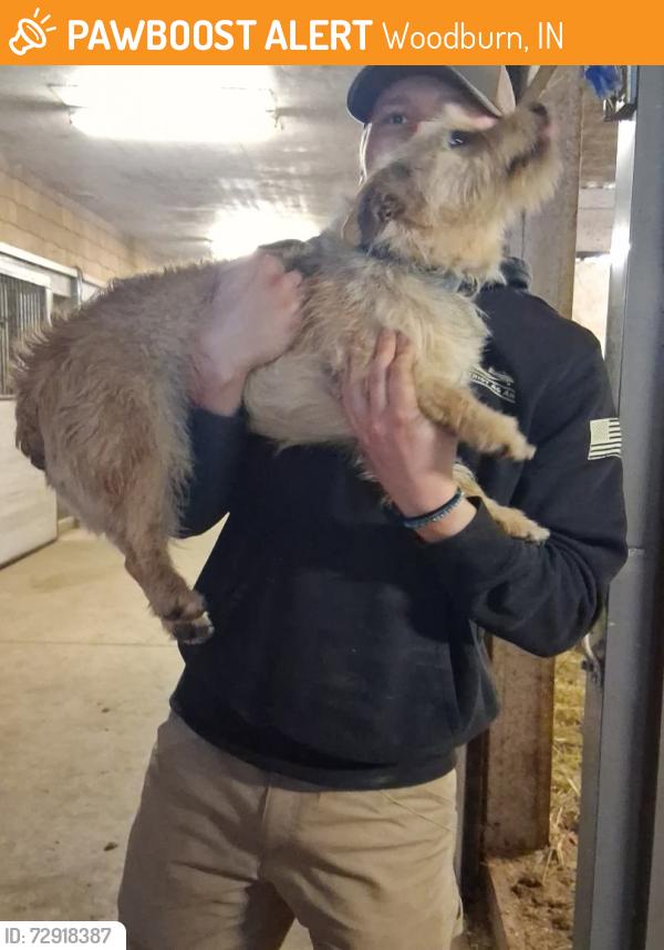 Found/Stray Female Dog last seen Stillwater Equestrian and Therapy Center, 20323 Ehle Rd, Woodburn, IN 46797, Woodburn, IN 46797