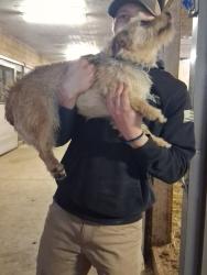 Found/Stray Female Dog last seen Stillwater Equestrian and Therapy Center, 20323 Ehle Rd, Woodburn, IN 46797, Woodburn, IN 46797