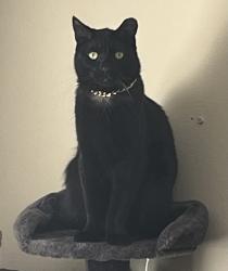 Reunited Male Cat last seen Northwinds Dr and Larkwood, Maryland Heights Township, MO 63146