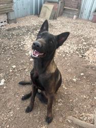 Lost Male Dog last seen State hwy 107, Edinburg, TX 78542