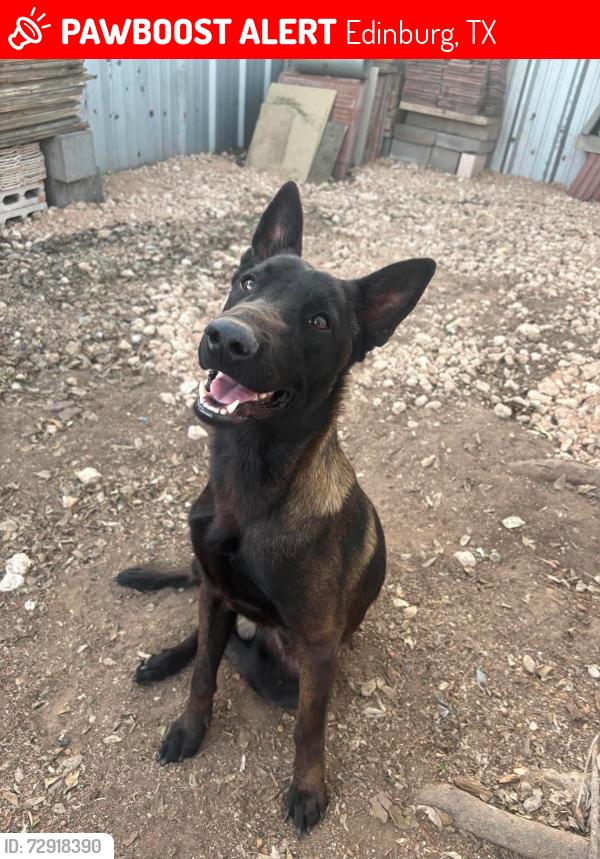 Lost Male Dog last seen State hwy 107, Edinburg, TX 78542