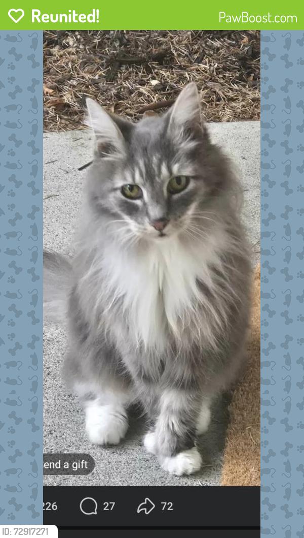 Reunited Female Cat last seen Digby PL, Mount Vernon, WA 98274