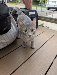 Found/Stray Unknown Cat last seen Roosevelt Way by Beadworld, Seattle, WA 98115