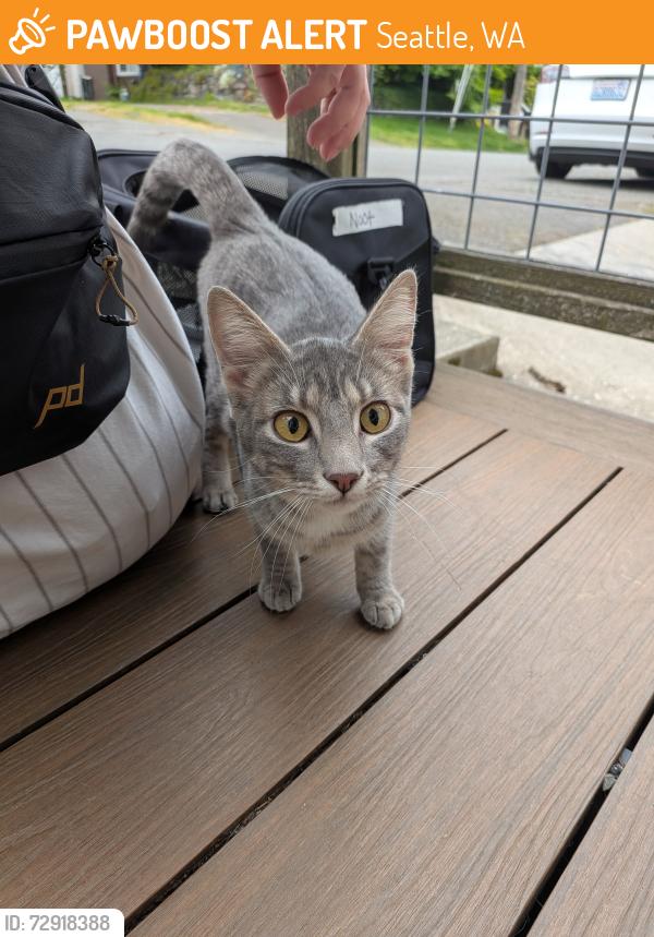 Found/Stray Unknown Cat last seen Roosevelt Way by Beadworld, Seattle, WA 98115