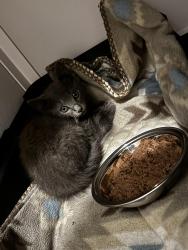 Found/Stray Unknown Cat last seen Parking lot in front of Baldree’s Tire Pros, Havelock, NC 28532