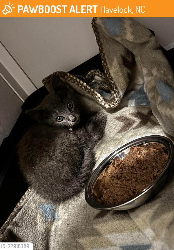 Found/Stray Unknown Cat last seen Parking lot in front of Baldree’s Tire Pros, Havelock, NC 28532