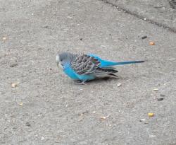 Found/Stray Unknown Bird last seen On Poplar at 22nd st, Philadelphia, PA 19130