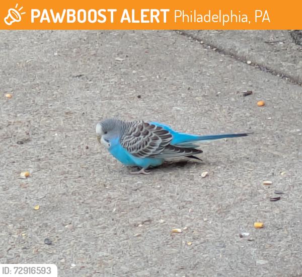 Found/Stray Unknown Bird last seen On Poplar at 22nd st, Philadelphia, PA 19130