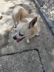 Reunited Female Dog last seen Jemima Ave ocoee, Ocoee, FL 34761