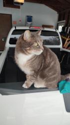 Reunited Male Cat last seen Wisconsin street and Elm Street , Delavan, WI 53115
