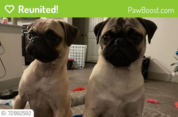 Reunited Unknown Dog last seen Ww white, San Antonio, TX 78220