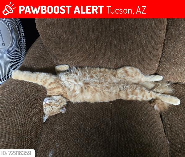 Lost Male Cat last seen Stella and Mann, Tucson, AZ 85730