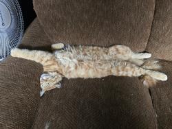 Lost Male Cat last seen Stella and Mann, Tucson, AZ 85730
