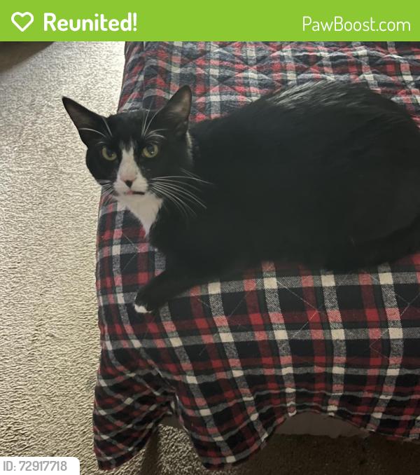 Reunited Male Cat last seen Alta Loma, Gleeves , Bluebird , Goodlettsville, TN 37072