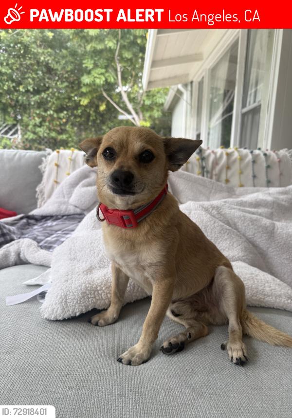 Lost Male Dog last seen Near beverly glen terrace, Los Angeles, CA 90077