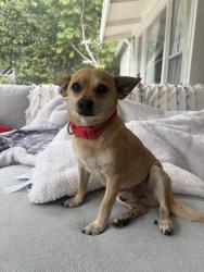 Lost Male Dog last seen Near beverly glen terrace, Los Angeles, CA 90077