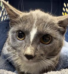 Shelter Stray Female Cat last seen SE 126th and SE Stark, OR, Troutdale, OR 97060