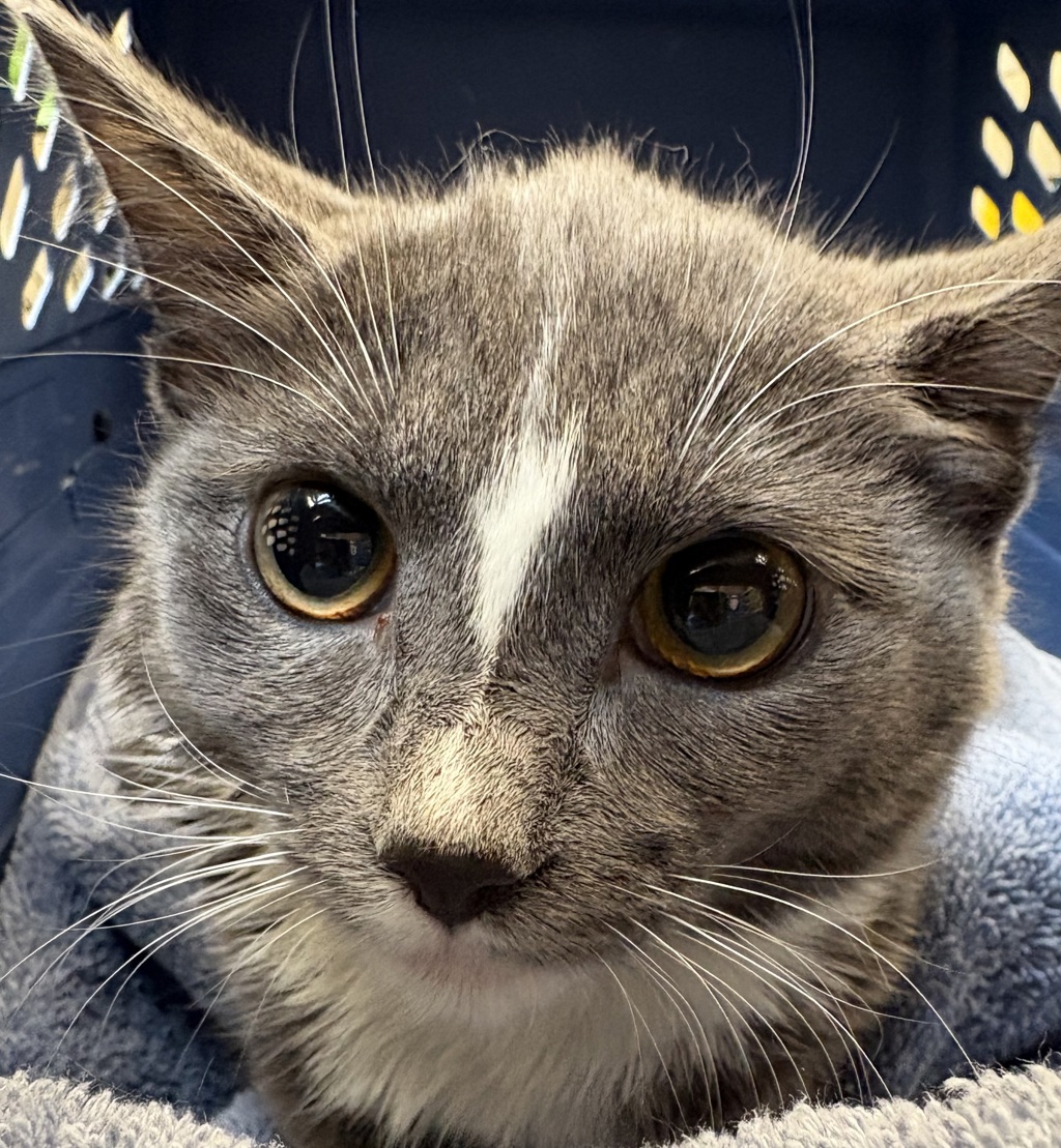Shelter Stray Female Cat last seen SE 126th and SE Stark, OR, Troutdale, OR 97060