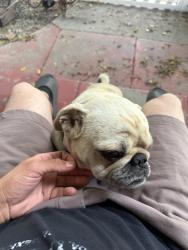 Reunited Male Dog last seen Florence and Compton ave, Los Angeles, CA 90001