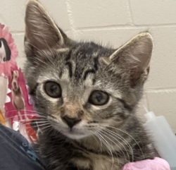 Shelter Stray Male Cat last seen Near Friendly Circle, El Cajon, CA, 92021, El Cajon, CA 92020