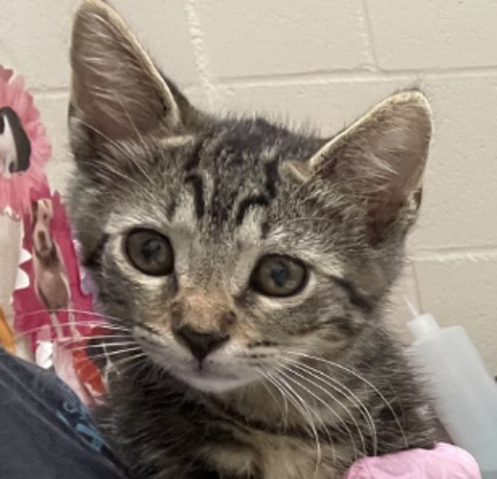 Shelter Stray Male Cat last seen Near Friendly Circle, El Cajon, CA, 92021, El Cajon, CA 92020