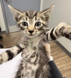 Shelter Stray Female Cat last seen Near Huron Avenue, San Diego, CA, 92117, San Diego, CA 92110