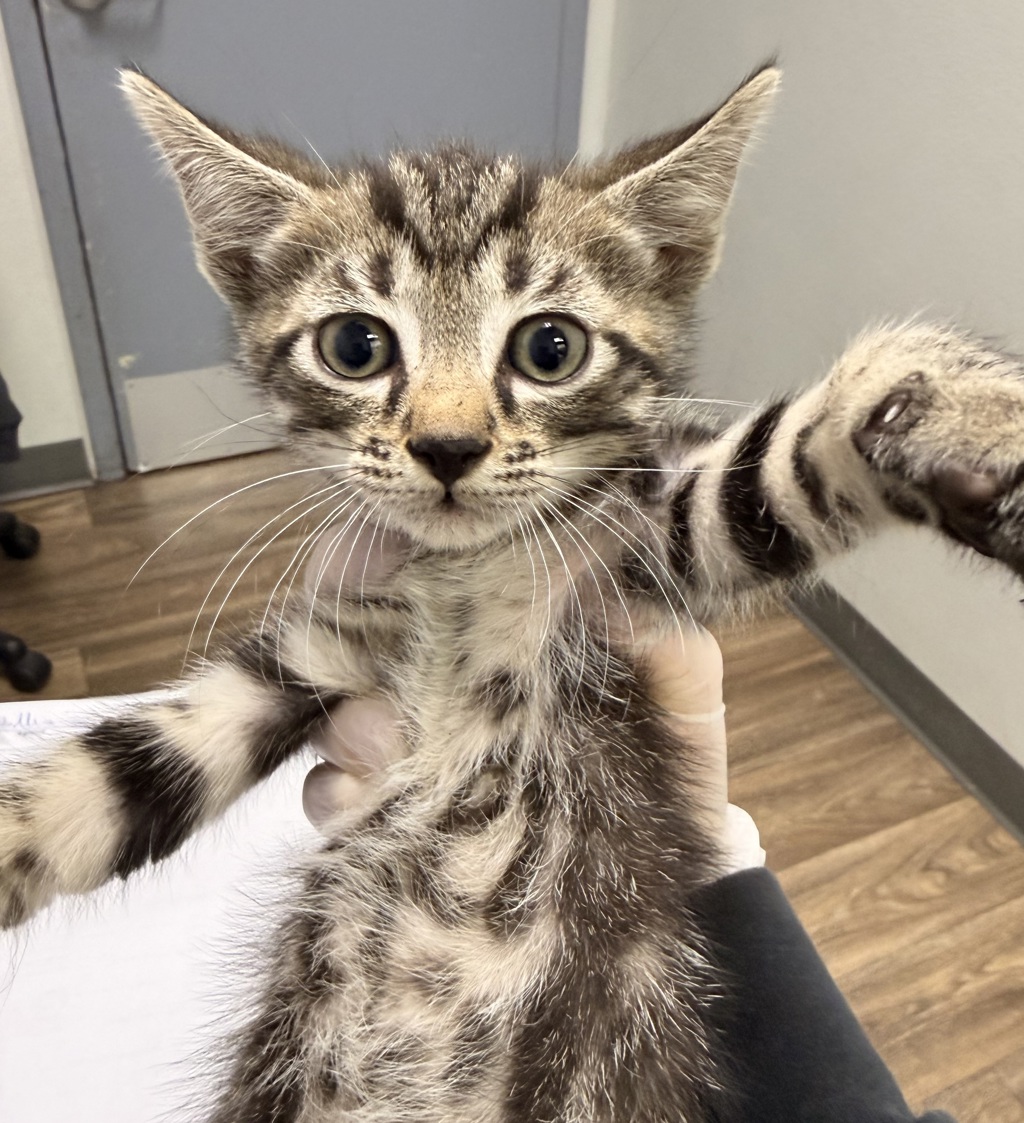Shelter Stray Female Cat last seen Near Huron Avenue, San Diego, CA, 92117, San Diego, CA 92110