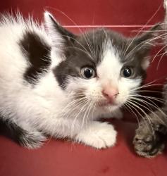Shelter Stray Unknown Cat last seen Near Huron Avenue, San Diego, CA, 92117, San Diego, CA 92110