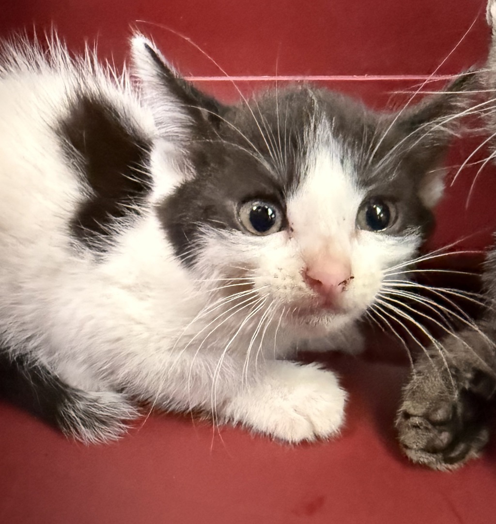 Shelter Stray Unknown Cat last seen Near Huron Avenue, San Diego, CA, 92117, San Diego, CA 92110