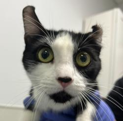 Shelter Stray Female Cat last seen Near Margarita Street, San Diego, CA, 92114, San Diego, CA 92110