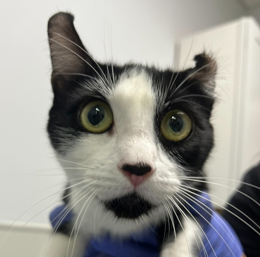 Shelter Stray Female Cat last seen Near Margarita Street, San Diego, CA, 92114, San Diego, CA 92110
