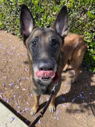 Shelter Stray Male Dog last seen Near S Boundary Street, San Diego, CA, 92113, San Diego, CA 92110