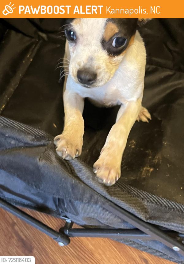 Found/Stray Female Dog last seen Dakota st , Kannapolis, NC 28083