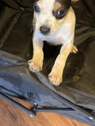 Found/Stray Female Dog last seen Dakota st , Kannapolis, NC 28083