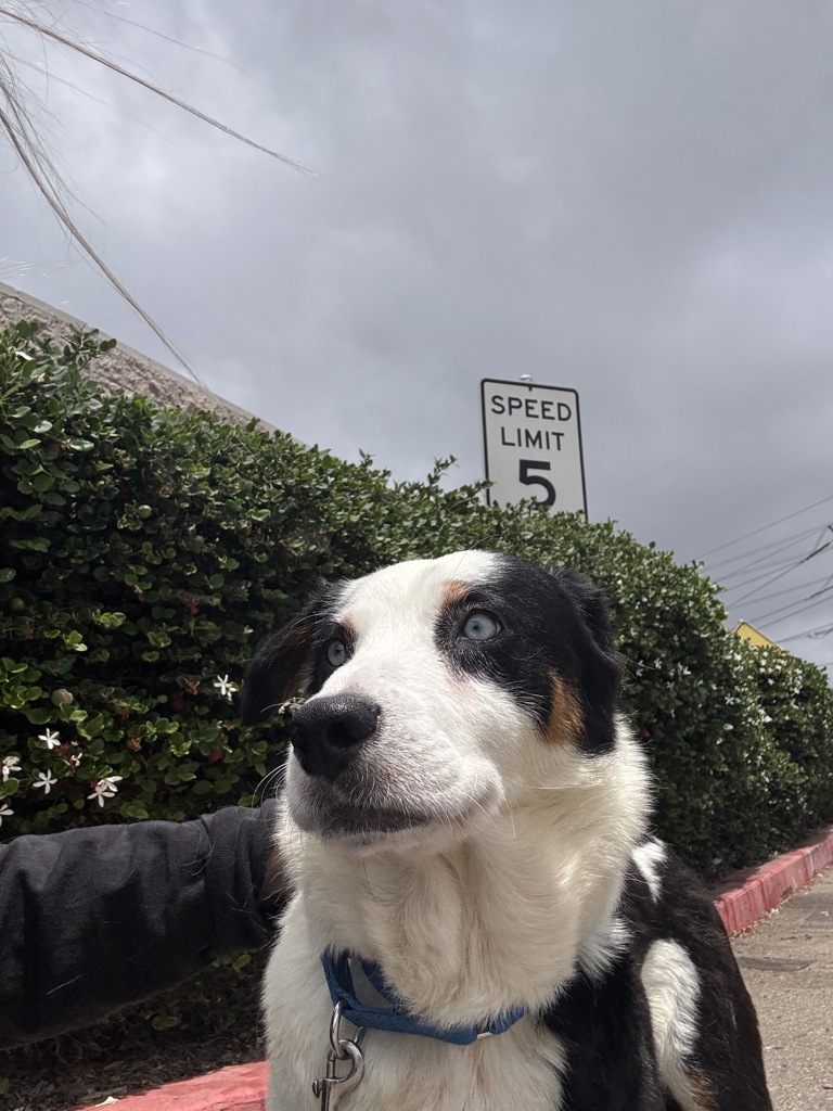 Shelter Stray Female Dog last seen Near W Washington Street, San Diego, CA, 92101, San Diego, CA 92110