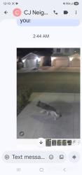 Found/Stray Unknown Dog last seen Warmbreeze and Gowan , Las Vegas, NV 89129