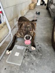 Reunited Female Dog last seen Sadler Rd & 441, Tangerine, FL 32757