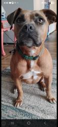 Reunited Female Dog last seen W.Homewood Rd , Conway, SC 29526