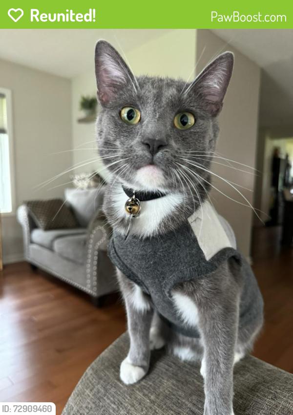 Reunited Male Cat last seen Logan Ave , Brooklyn Center, MN 55430