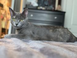 Reunited Female Cat last seen Avery ranch blvd and riviera springs , Cedar Park, TX 78613