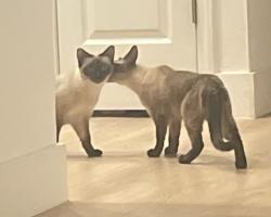 Reunited Female Cat last seen Kernan Forest Blvd and Kernan in Hammock Grove Condos #101, Jacksonville, FL 32225