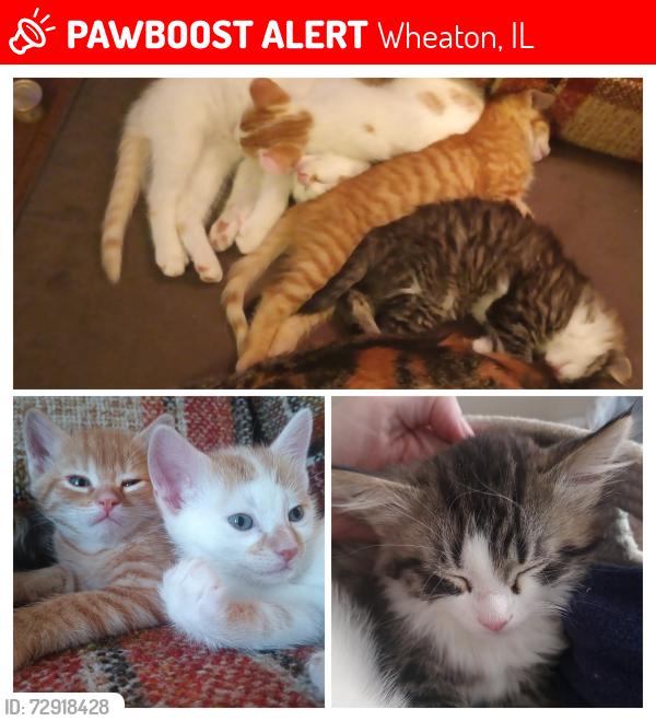 Lost Male Cat last seen Lincoln Ave and Lyon Ave, Wheaton, IL 60187