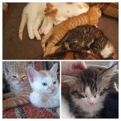 Lost Male Cat last seen Lincoln Ave and Lyon Ave, Wheaton, IL 60187