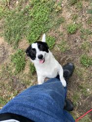 Found/Stray Female Dog last seen S Seneca, Wichita, KS 67217
