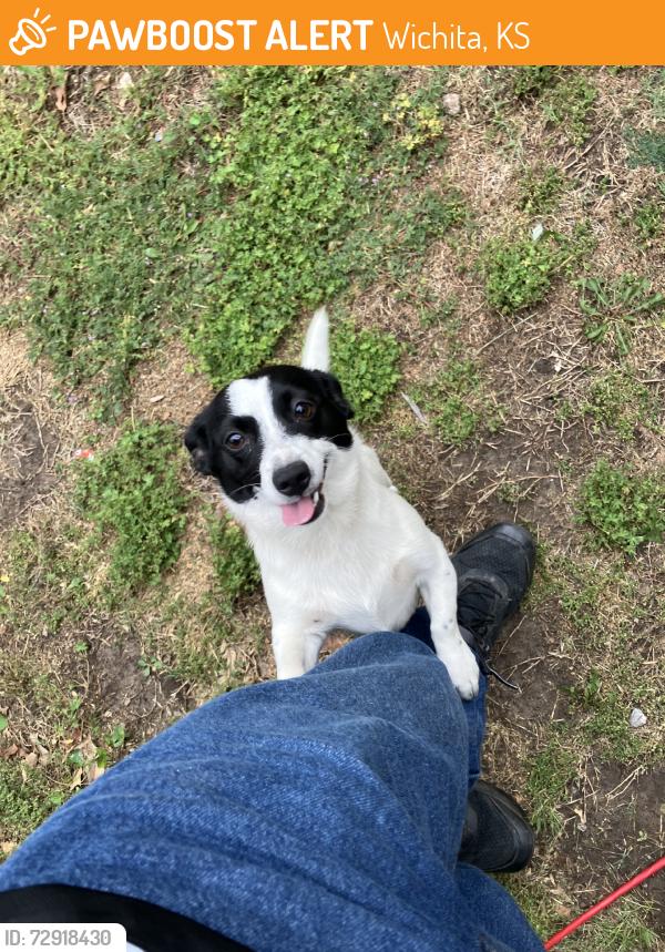 Found/Stray Female Dog last seen S Seneca, Wichita, KS 67217