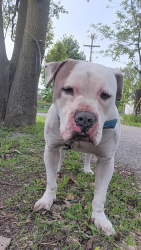Found/Stray Male Dog last seen Sak park, Detroit, MI 48210