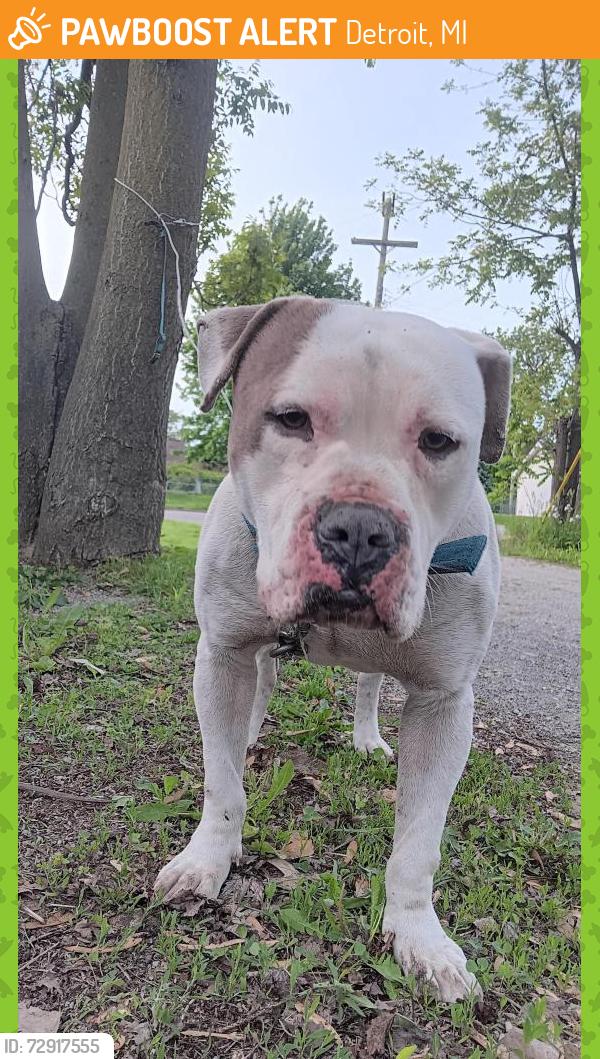 Found/Stray Male Dog last seen Sak park, Detroit, MI 48210